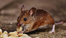 24 Hour & Emergency Exterminators in Pageville, PA